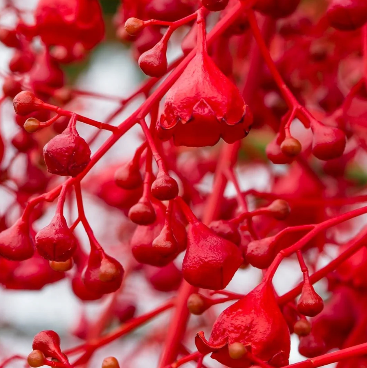 The Ingredients in the Vitality Range