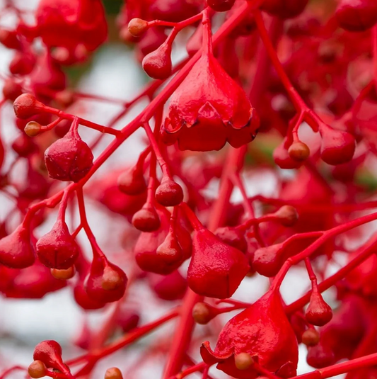 The Ingredients in the Vitality Range
